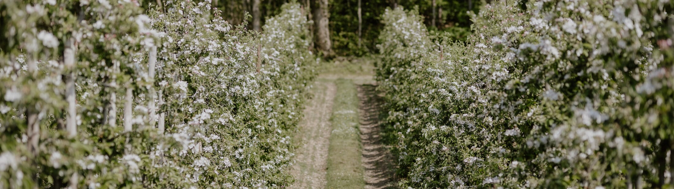 The apple orchards in spring blossom at The BarnYard