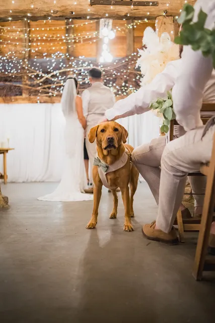 A dog is fussed by the wedding party during the ceremony