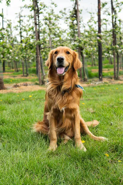 A golden retriever sits in the orchard in spring blossom