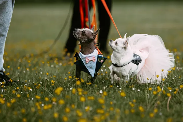 Two small dogs in wedding outfits among the buttercups