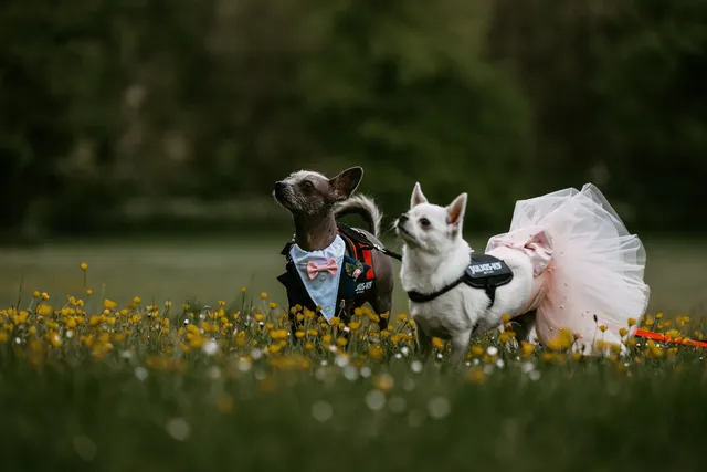 Two dogs dressed as bride and groom in the long grass