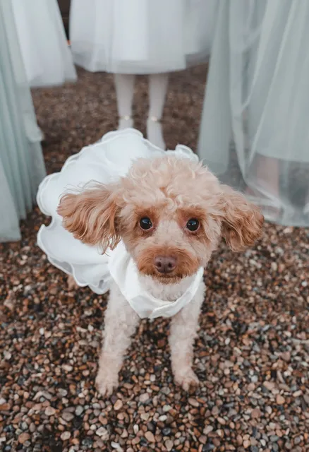 A poodle in a veil looks up at the camera