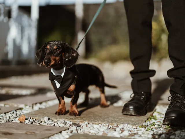 A dachshund in a bow tie walks the confetti-strewn path