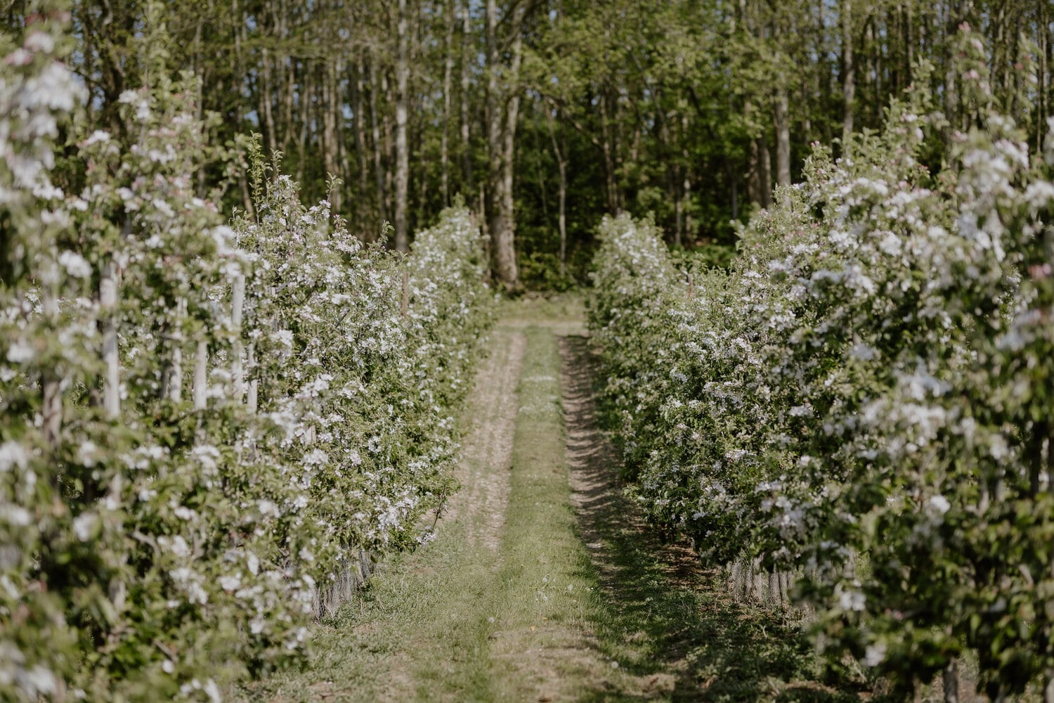 The orchard in spring blossom