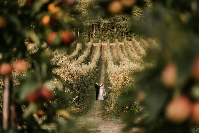 A couple far down an orchard row in golden light