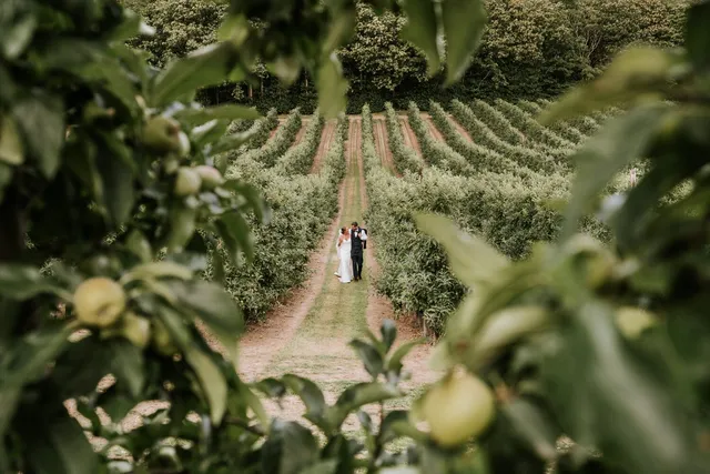 A couple far away down a blossom lined row