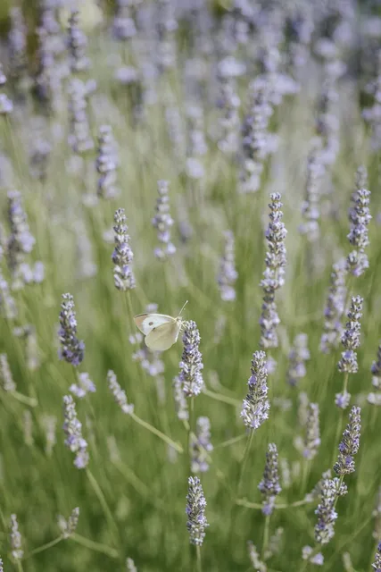 A butterfly on the lavender in the grounds