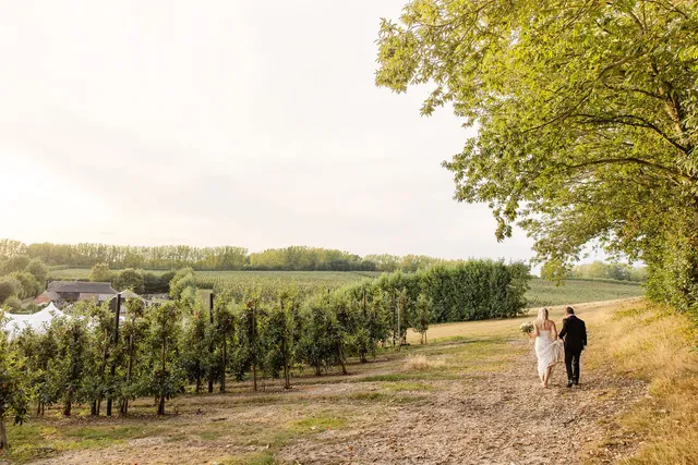 The orchards stretching out at golden hour