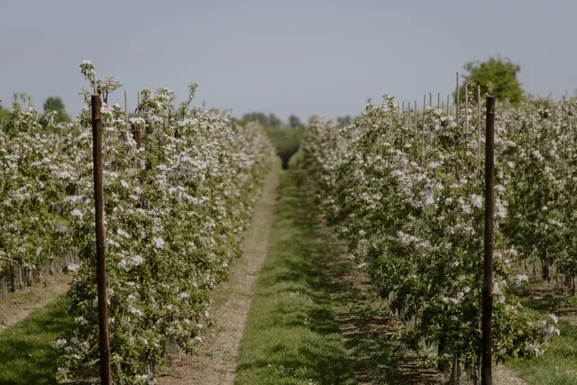 Orchard rows in full white blossom