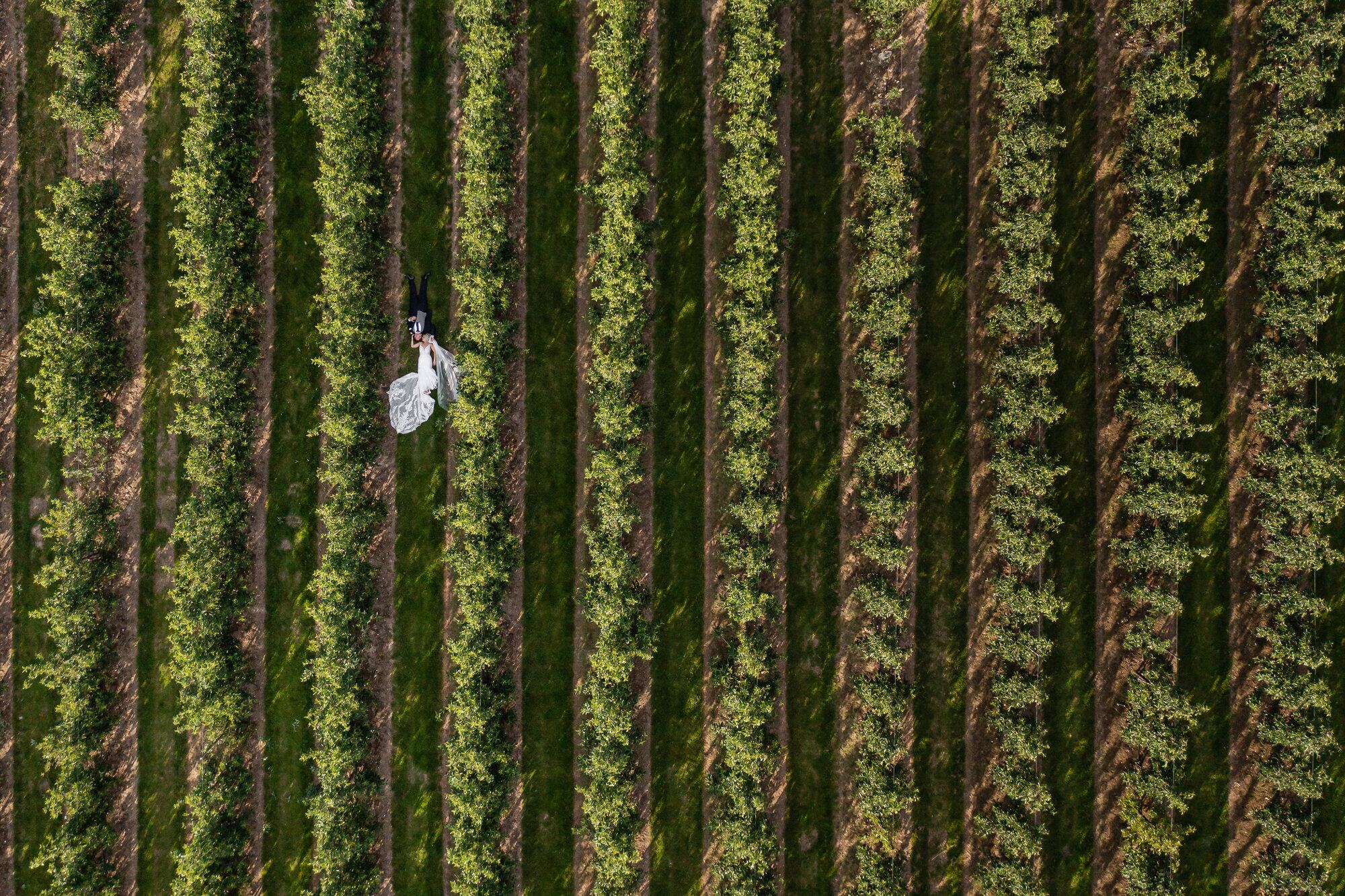 An aerial view of the apple orchards at The BarnYard in Kent