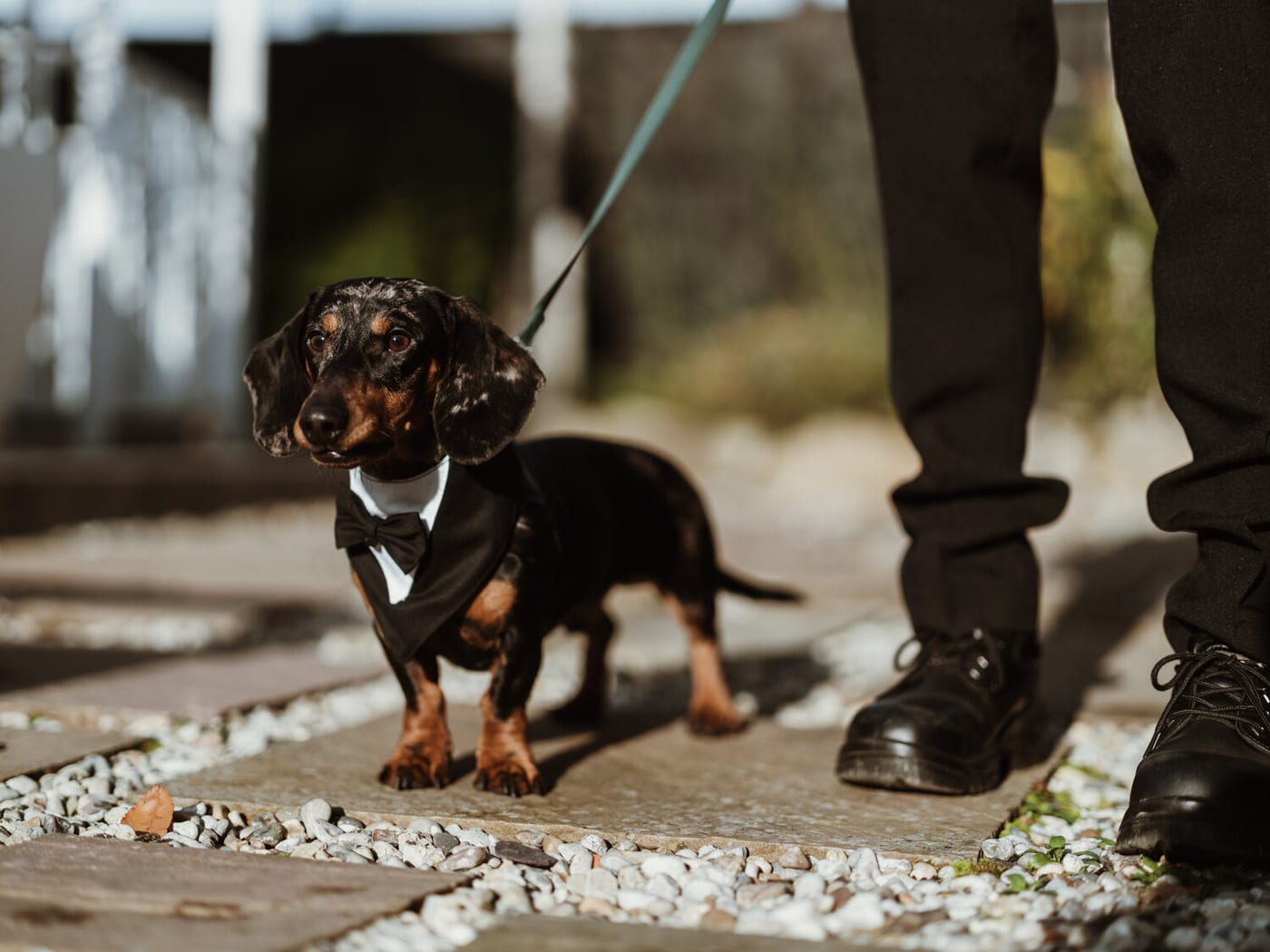 A dachshund on a lead walking along a path at The BarnYard