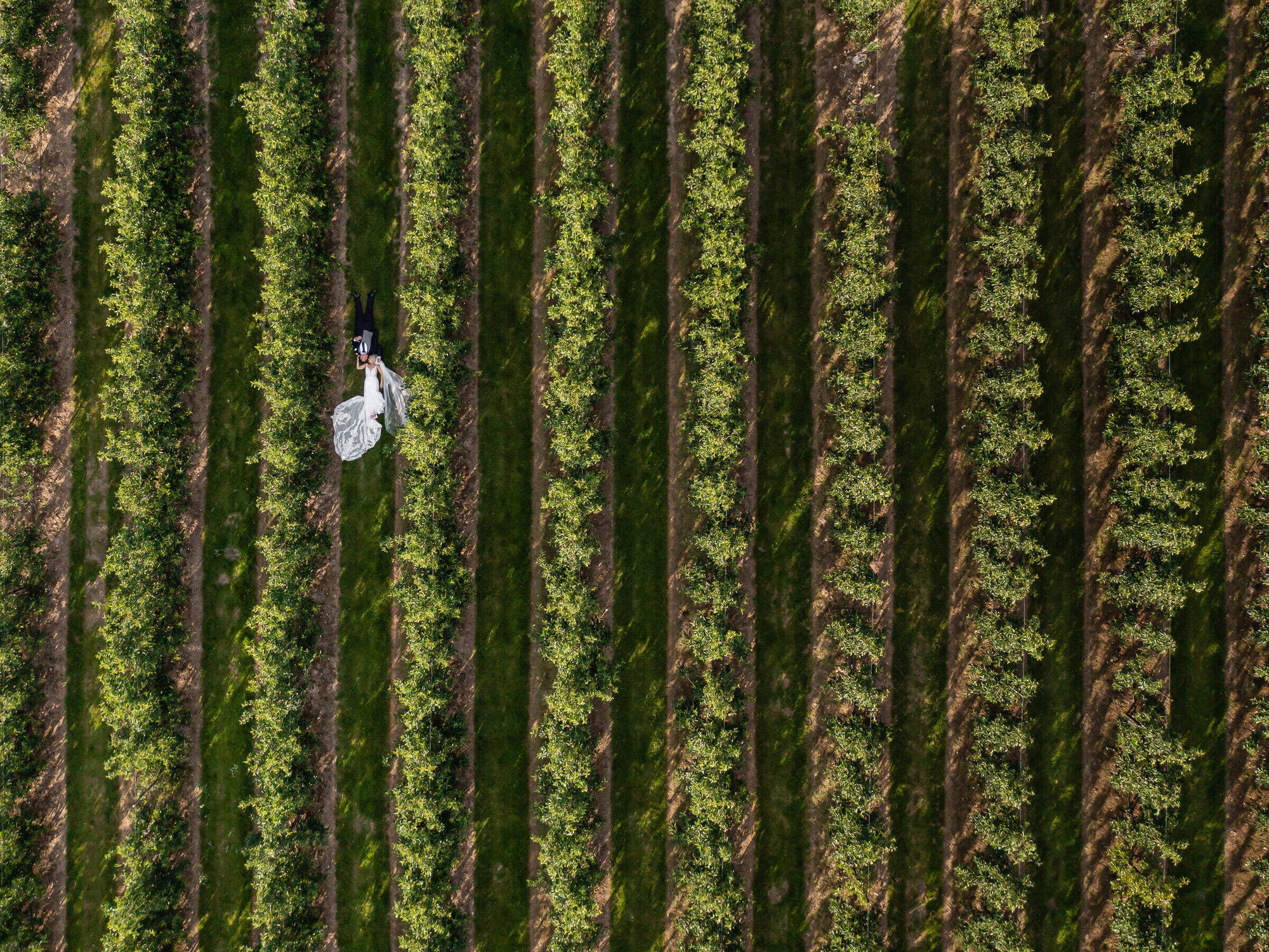 An aerial view of The BarnYard and its orchards in Kent