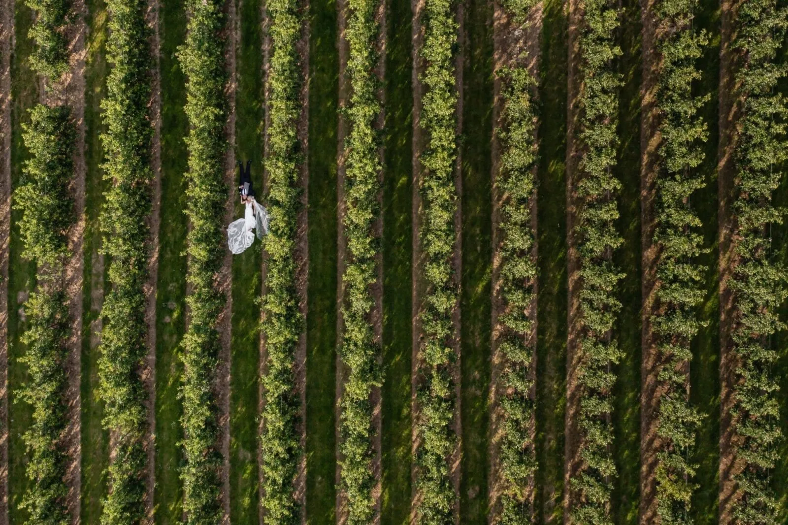 Aerial view of a couple among the orchard rows at The BarnYard
